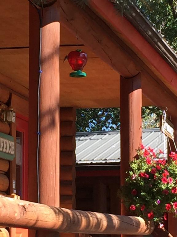 Teton Valley Cabins Дриггс Экстерьер фото